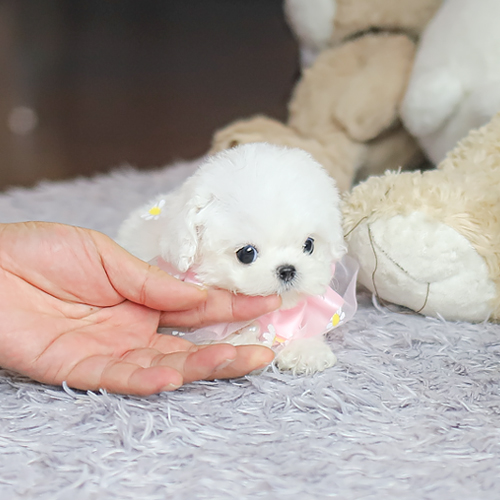prd